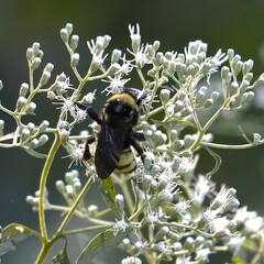 Eupatorium serotinum
