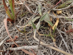 Silene scouleri scouleri