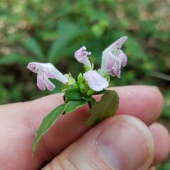 Clinopodium carolinianum