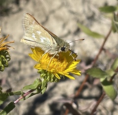 Hesperia assiniboia