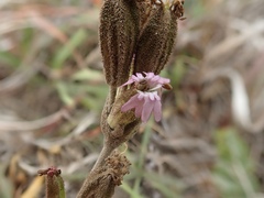 Silene scouleri scouleri