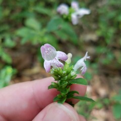 Clinopodium carolinianum