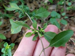 Clinopodium carolinianum