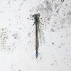 Ischnura fluviatilis