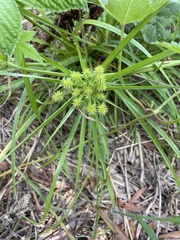 Cyperus croceus