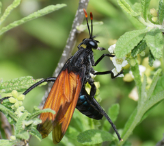 Protomydas rubidapex