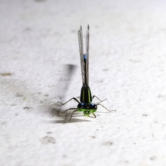 Ischnura fluviatilis