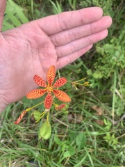 Iris domestica