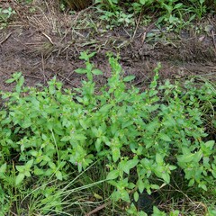 Cuphea carthagenensis