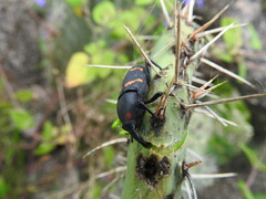 Cactophagus spinolae