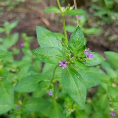 Cuphea carthagenensis