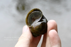 Pomacea canaliculata