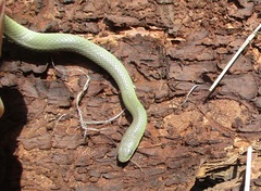 Opheodrys vernalis