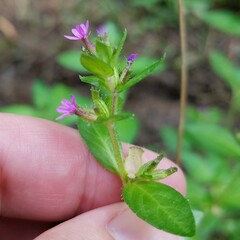 Cuphea carthagenensis