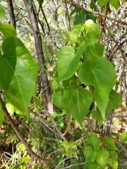 Thespesia populnea