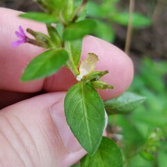 Cuphea carthagenensis