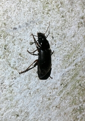 Harpalus rufipes