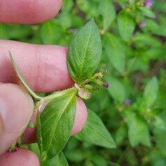 Cuphea carthagenensis