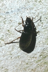 Harpalus rufipes