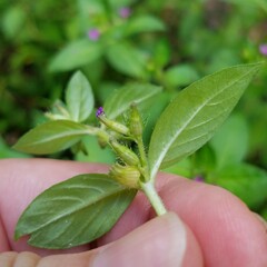 Cuphea carthagenensis