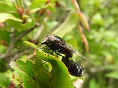 Copestylum violaceum