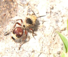 Dasymutilla sicheliana