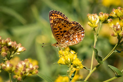 Boloria selene