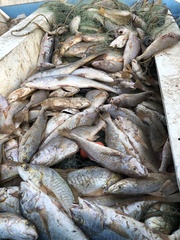 Micropogonias megalops