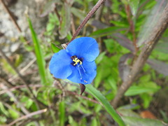 Commelina tuberosa