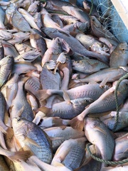 Micropogonias megalops