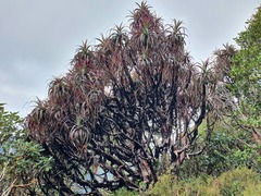 Dracophyllum traversii