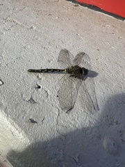 Aeshna canadensis