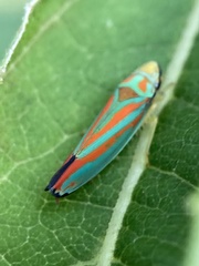 Graphocephala