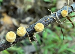 Crucibulum