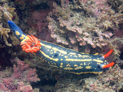 Hypselodoris festiva