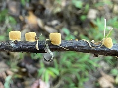 Crucibulum