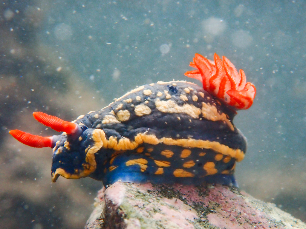 Festive Sea Slug