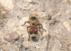Dasymutilla sicheliana