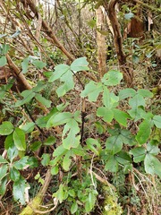 Pseudopanax colensoi