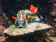 Hypselodoris festiva