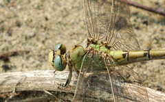 Ophiogomphus severus
