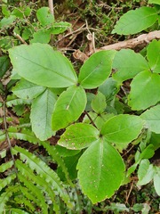 Pseudopanax colensoi