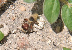 Dasymutilla sicheliana