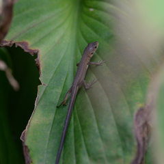 Takydromus tachydromoides