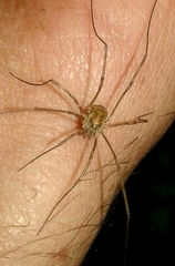 Phalangiinae