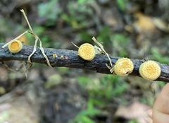 Crucibulum