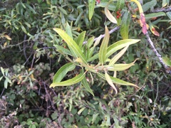 Salix lasiolepis
