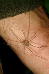 Phalangiinae