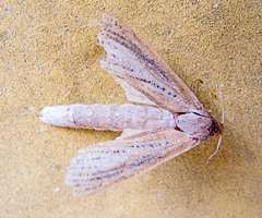 Phragmataecia castaneae