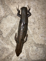 Plestiodon tetragrammus